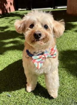 Lhasa Apso Dogs Available for Adoption in San Francisco, California - MICKEY | PetCurious