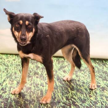 Dolly -  Mixed Breed Dog for Adoption in Casa Grande, Arizona - Dolly | PetCurious