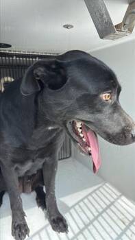 Rescue Labrador Retriever Dogs for Adoption in Houston, Texas - A645190 | PetCurious