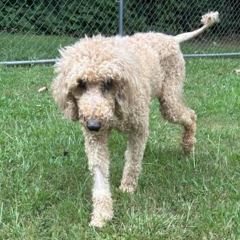 Grenadine -  Mixed Breed Dog for Adoption in Auburn, Alabama - Grenadine | PetCurious