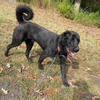 BOO BOO -  Anatolian Shepherd and Black Labrador Retriever Dog for Adoption in Chicopee, Massachusetts - BOO BOO | PetCurious