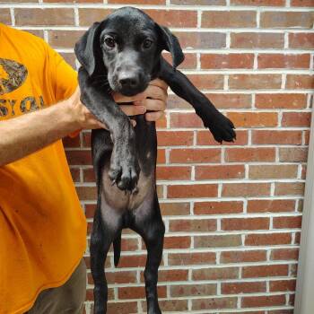 Ash -  Labrador Retriever and Mixed Breed Dog for Adoption in Walker, Michigan - Ash | PetCurious