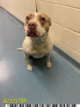 Mixed Breed Dogs Available for Adoption in West Palm Beach, Florida - LAINEY | PetCurious