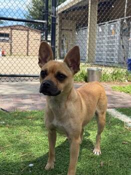 CANDY -  Chihuahua Dog for Adoption in Sugar Land, Texas - CANDY | PetCurious