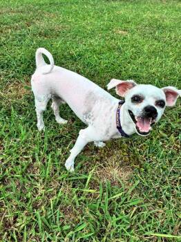 Milkshake -  Havanese and Poodle Dog for Adoption in Youngsville, North Carolina - Milkshake | PetCurious