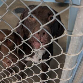 Laa-Laa -  Mixed Breed Dog for Adoption in Emporia, Kansas - Laa-Laa | PetCurious