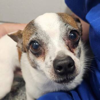Chihuahua Dogs Available for Adoption in Greenville, South Carolina - Ozzie | PetCurious