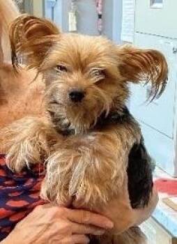 Sam -  Yorkshire Terrier Dog for Adoption in Bartlesville, Oklahoma - Sam | PetCurious