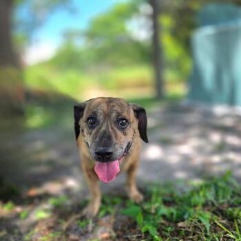 Spanky -  Mixed Breed Dog for Adoption in Port Charlotte, Florida - Spanky | PetCurious