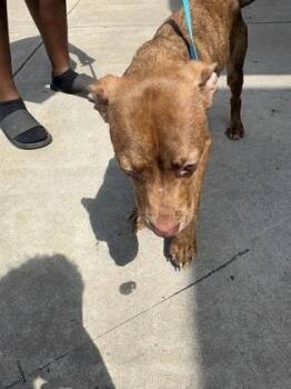Tracy -  Mixed Breed Dog for Adoption in Chamblee, Georgia - Tracy | PetCurious