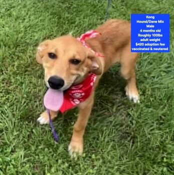 Kong -  Hound and Great Dane Dog for Adoption in Oviedo, Florida - Kong | PetCurious
