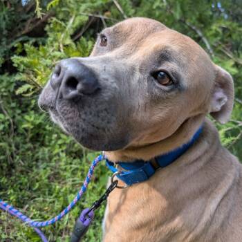 Rescue Mixed Breed Dogs for Adoption in Middleburg, Florida - Beasley 28020 | PetCurious