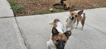 Rat Terrier and Jack Russell Terrier Dogs Available for Adoption in Brooksville, Florida - Tammy | PetCurious