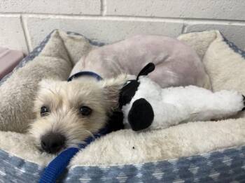 COOKIE -  Terrier and Mixed Breed Dog for Adoption in San Bernardino, California - COOKIE | PetCurious