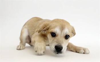 Terrier Dogs Available for Adoption - MOUTAINEER | PetCurious