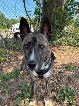 Apollo the younger -  Pit Bull Terrier Dog for Adoption in Bloomington, Indiana - Apollo The Younger | PetCurious
