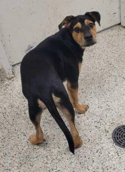 Maverick -  Mixed Breed Dog for Adoption in Kansas City, Missouri - Maverick | PetCurious