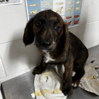 Poodle and Wirehaired Dachshund Dogs Available for Adoption in Birmingham, Alabama - Siren | PetCurious