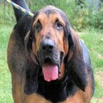 Bloodhound Dogs Available for Adoption - Watson (GA) | PetCurious