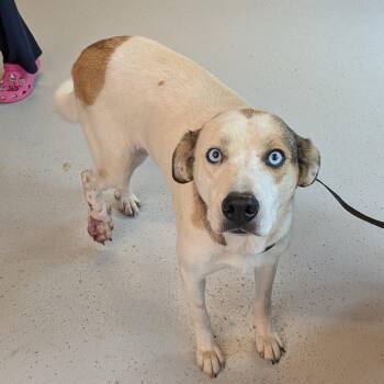 Ginger -  Mixed Breed Dog for Adoption in Huntington, West Virginia - Ginger | PetCurious
