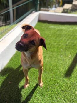 Pixel -  Mixed Breed Dog for Adoption in New York, New York - Pixel | PetCurious