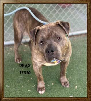 American Staffordshire Terrier and Mixed Breed Dogs Available for Adoption - DRAX | PetCurious