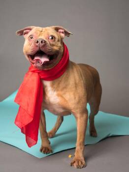 Surprise -  Pit Bull Terrier and Mixed Breed Dog for Adoption in Atlanta, Georgia - Surprise | PetCurious