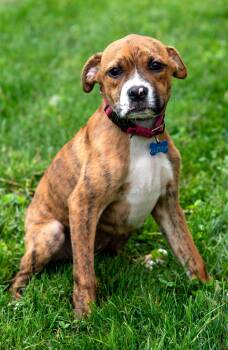 Hound Dogs Available for Adoption in Nashville, Tennessee - Glitch | PetCurious