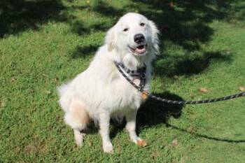 Sunny -  Great Pyrenees and Mixed Breed Dog for Adoption in Kansas City, Missouri - Sunny | PetCurious