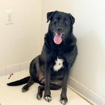 Black Labrador Retriever Dogs Available for Adoption in Rifle, Colorado - Chloe | PetCurious