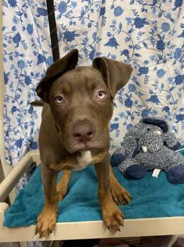 A612219 -  Doberman Pinscher and Mixed Breed Dog for Adoption in Modesto, California - A612219 | PetCurious