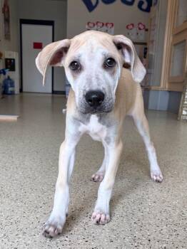 Mixed Breed and Pit Bull Terrier Dogs Available for Adoption - Myrtle - Sponsored By Charlene Lanam | PetCurious