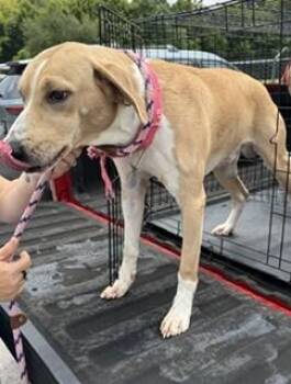 Maverick -  Mixed Breed Dog for Adoption in Maryville, Tennessee - Maverick | PetCurious