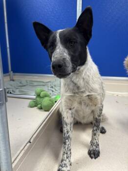 Australian Cattle Dog Blue Heeler Dogs Available for Adoption in Moriarty, New Mexico - Hazel | PetCurious
