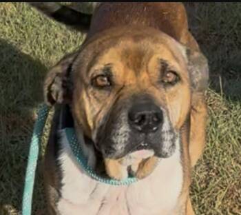 Rescue Pit Bull Terrier Dogs for Adoption - Lewis Hamilton | PetCurious