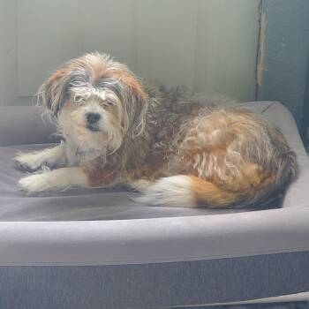 Z -  English Springer Spaniel Dog for Adoption in Polson, Montana - Z | PetCurious