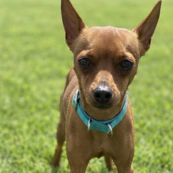 Rico -  Chihuahua and Miniature Pinscher Dog for Adoption in Las Vegas, Nevada - Rico | PetCurious