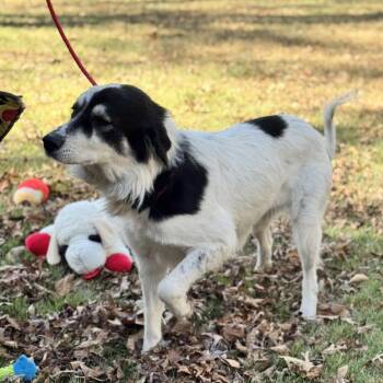 Great Pyrenees Dogs Available for Adoption - SIERRA | PetCurious
