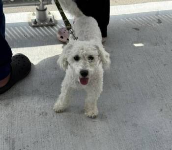 Poodle Dogs Available for Adoption in Doral, Florida - ANGEL | PetCurious