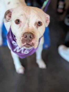 Snow (Mama of Wrecking Crew Litter) -  Boxer and Mastiff Dog for Adoption in Holly Springs, North Carolina - Snow (Mama Of Wrecking Crew Litter) | PetCurious