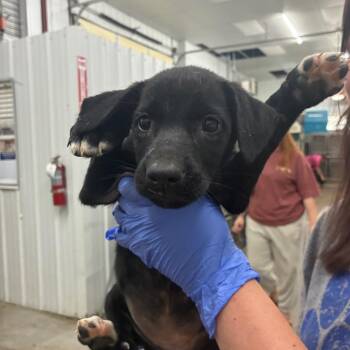 Zendaya -  Mixed Breed Dog for Adoption in Corbin, Kentucky - Zendaya | PetCurious