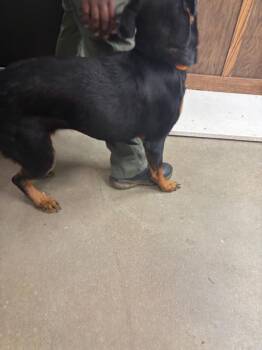 Hoppy Toppy -  Mixed Breed Dog for Adoption in Douglasville, Georgia - Hoppy Toppy | PetCurious