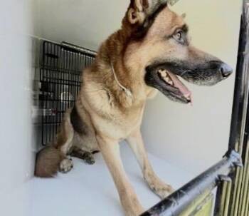 German Shepherd Dog Dogs Available for Adoption in Houston, Texas - A656032 | PetCurious