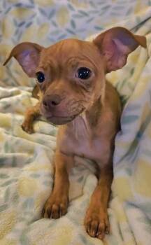 Blair -  Chihuahua and Shih Tzu Dog for Adoption in Rosenberg, Texas - Blair | PetCurious