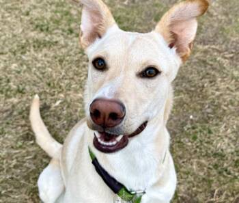 Australian Cattle Dog Blue Heeler and Labrador Retriever Dogs Available for Adoption - BLONDIE | PetCurious