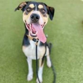 Mixed Breed and Cattle Dog Dogs Available for Adoption - Smartie | PetCurious