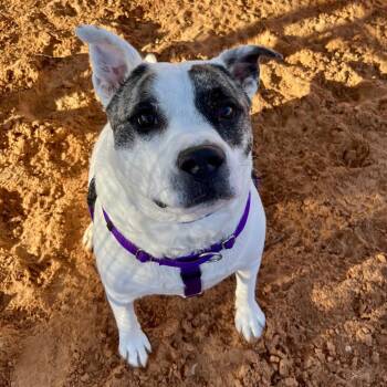 Rescue Pit Bull Terrier Dogs for Adoption in Kanab, Utah - Hitch | PetCurious