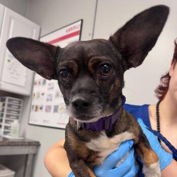 Apple -  Mixed Breed Dog for Adoption in Greenville, South Carolina - Apple | PetCurious