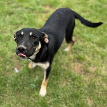 Rescue Shepherd Dogs for Adoption in Brownsboro, Alabama - Margot | PetCurious
