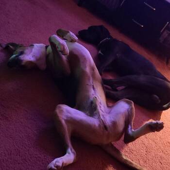 Dallas Baby -  Great Dane Dog for Adoption in Lynchburg, Virginia - Dallas Baby | PetCurious